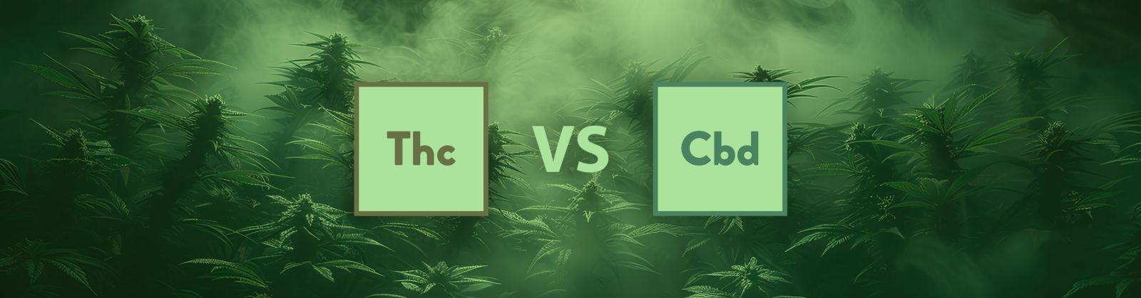 THC vs. CBD: The Differences & Similarities