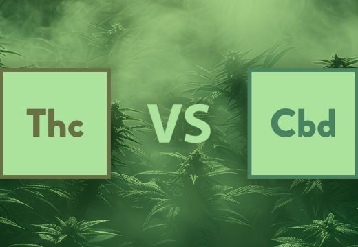 THC vs. CBD: The Differences & Similarities