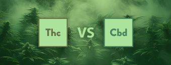 THC vs. CBD: The Differences & Similarities