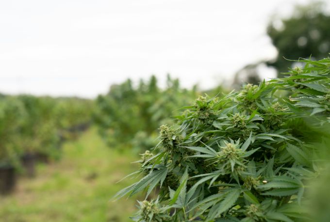 THC vs. CBD: The Differences & Similarities