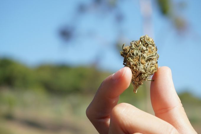 THC vs. CBD: The Differences & Similarities