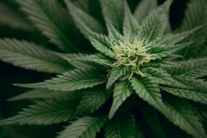 THC vs. CBD: The Differences & Similarities