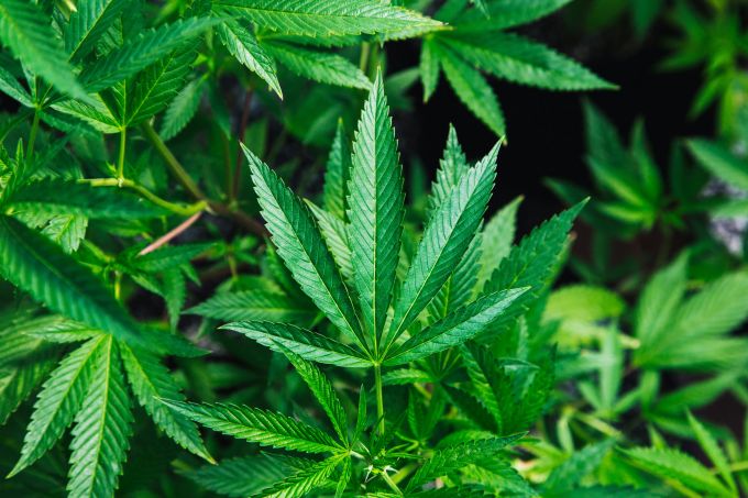 THC vs. CBD: The Differences & Similarities