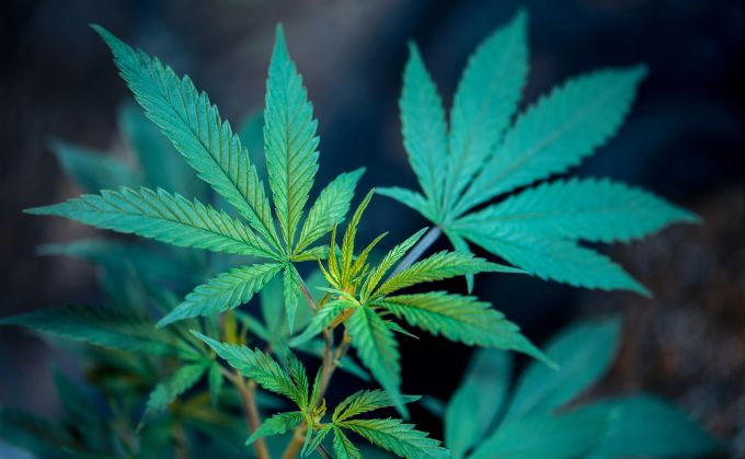 THC vs. CBD: The Differences & Similarities