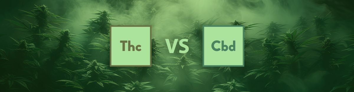 THC vs. CBD: The Differences & Similarities
