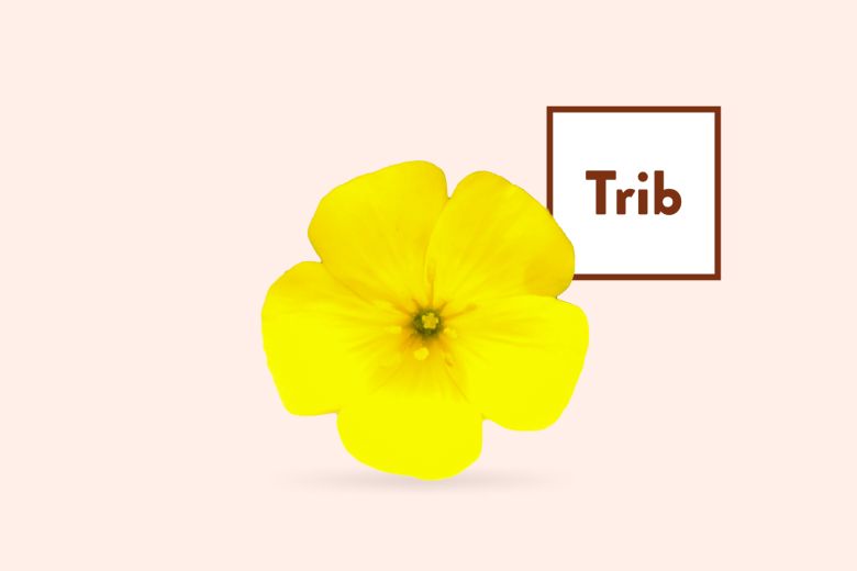 Tribulus Terrestris Products