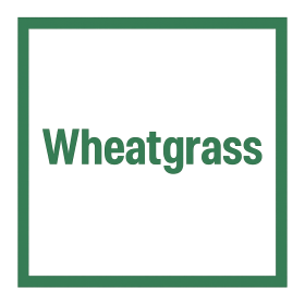 Wheatgrass Products